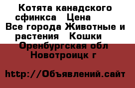 Котята канадского сфинкса › Цена ­ 15 - Все города Животные и растения » Кошки   . Оренбургская обл.,Новотроицк г.